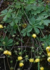 Einzelbild 5 Crantz' Fingerkraut - Potentilla crantzii