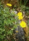 Einzelbild 6 Crantz' Fingerkraut - Potentilla crantzii