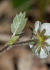 Einzelbild 3 Wald-Erdbeere - Fragaria vesca