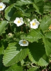 Einzelbild 4 Wald-Erdbeere - Fragaria vesca