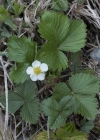 Einzelbild 5 Wald-Erdbeere - Fragaria vesca