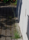 Einzelbild 6 Florentiner Habichtskraut - Hieracium piloselloides