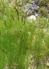 Einzelbild 7 Violetter Schwingel - Festuca violacea aggr.
