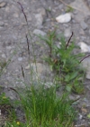 Einzelbild 5 Rot-Schwingel - Festuca rubra