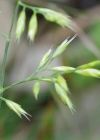 Einzelbild 6 Rot-Schwingel - Festuca rubra