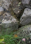 Einzelbild 7 Rot-Schwingel - Festuca rubra