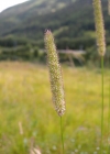 Einzelbild 5 Wiesen-Lieschgras - Phleum pratense aggr.