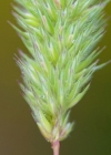 Einzelbild 4 Behaartes Lieschgras - Phleum hirsutum