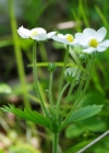 Einzelbild 5 Moschus-Erdbeere - Fragaria moschata