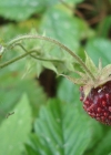 Einzelbild 8 Moschus-Erdbeere - Fragaria moschata