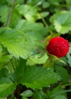Einzelbild 6 Scheinerdbeere - Duchesnea indica