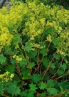 Einzelbild 3 Gemeiner Frauenmantel - Alchemilla vulgaris aggr.