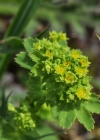 Einzelbild 5 Gemeiner Frauenmantel - Alchemilla vulgaris aggr.
