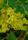 Einzelbild 6 Gemeiner Frauenmantel - Alchemilla vulgaris aggr.