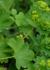 Einzelbild 7 Gemeiner Frauenmantel - Alchemilla vulgaris aggr.