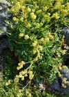 Einzelbild 7 Alpen-Frauenmantel - Alchemilla alpina aggr.