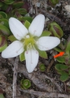 Einzelbild 5 Zweiblütiges Sandkraut - Arenaria biflora