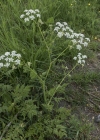 Einzelbild 7 Wiesen-Kerbel - Anthriscus sylvestris
