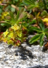 Einzelbild 5 Schneetälchen-Frauenmantel - Alchemilla pentaphyllea