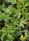 Einzelbild 7 Schneetälchen-Frauenmantel - Alchemilla pentaphyllea