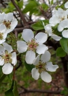 Einzelbild 5 Wilder Birnbaum - Pyrus pyraster