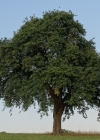 Einzelbild 7 Wilder Birnbaum - Pyrus pyraster