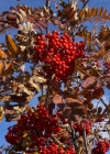 Einzelbild 7 Vogelbeerbaum - Sorbus aucuparia
