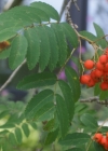Einzelbild 8 Vogelbeerbaum - Sorbus aucuparia