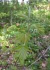Einzelbild 5 Elsbeerbaum - Sorbus torminalis