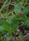 Einzelbild 7 Zwergmispel - Sorbus chamaemespilus