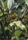 Einzelbild 8 Echter Mehlbeerbaum - Sorbus aria