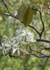 Einzelbild 5 Felsenmispel - Amelanchier ovalis
