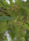 Einzelbild 6 Felsenmispel - Amelanchier ovalis