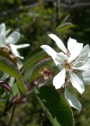 Einzelbild 7 Felsenmispel - Amelanchier ovalis