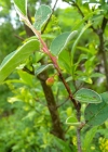 Einzelbild 3 Kahle Steinmispel - Cotoneaster integerrimus