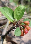 Einzelbild 5 Kahle Steinmispel - Cotoneaster integerrimus