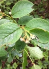 Einzelbild 4 Filzige Steinmispel - Cotoneaster tomentosus