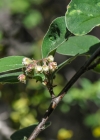 Einzelbild 7 Filzige Steinmispel - Cotoneaster tomentosus