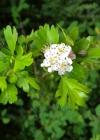 Einzelbild 5 Eingriffeliger Weissdorn - Crataegus monogyna