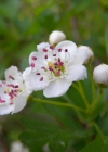 Einzelbild 7 Eingriffeliger Weissdorn - Crataegus monogyna