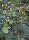 Einzelbild 8 Eingriffeliger Weissdorn - Crataegus monogyna