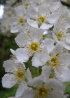 Einzelbild 5 Traubenkirsche - Prunus padus