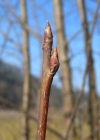 Einzelbild 7 Traubenkirsche - Prunus padus