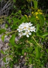 Einzelbild 5 Felsenkirsche - Prunus mahaleb