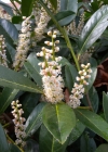 Einzelbild 5 Kirschlorbeer - Prunus laurocerasus