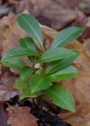 Einzelbild 6 Kirschlorbeer - Prunus laurocerasus
