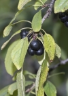 Einzelbild 5 Purgier-Kreuzdorn - Rhamnus cathartica