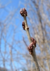Einzelbild 7 Purgier-Kreuzdorn - Rhamnus cathartica