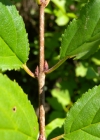 Einzelbild 8 Purgier-Kreuzdorn - Rhamnus cathartica