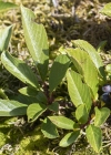 Einzelbild 6 Zwerg-Kreuzdorn - Rhamnus pumila